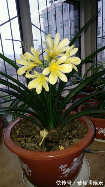 养君子兰老花匠才不要淘米水,只滴这个,花剑爆盆蹭蹭长