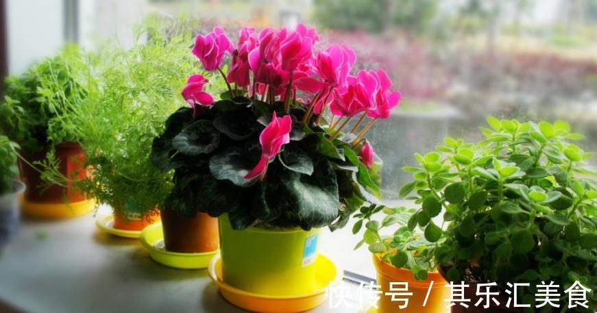 建议园艺新人：用这3种肥养花，万万不要弄错方法