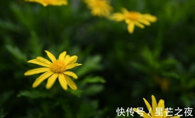 牵手|桃花满堂，再次牵手，一眼天涯，不离不弃，余生同行