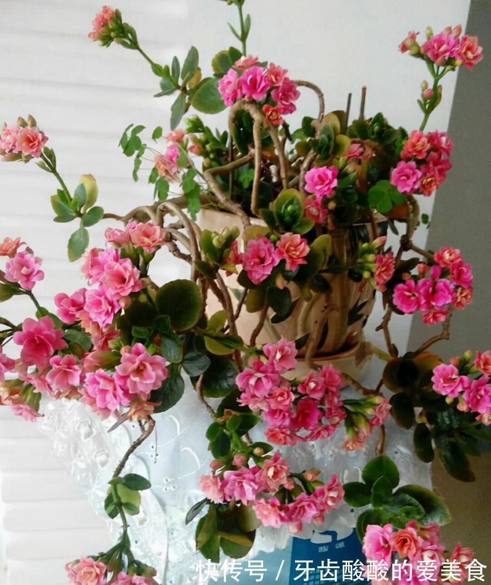 五种“大老桩”却要小盆养,用对盆,少管多晒更利于生长