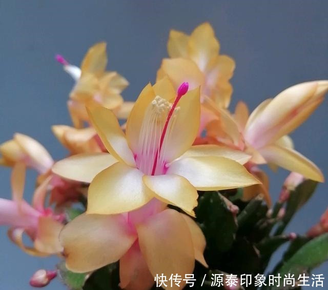 养蟹爪兰，给它喂点营养水，开花直接爆盆