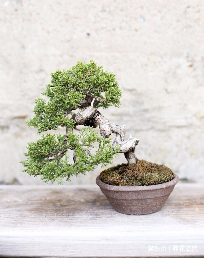 园艺新手接触盆景树需要学到的6个技巧,避免叶黄和枯萎