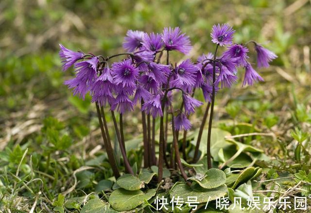 红花酢浆草|遇到5种野花野草，多挖点，正是移栽好时间