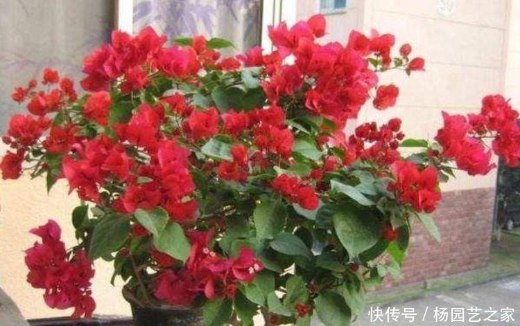 长寿花|花期最长的“4种花”,一开就是300多天,财运爆发,事业风生水起