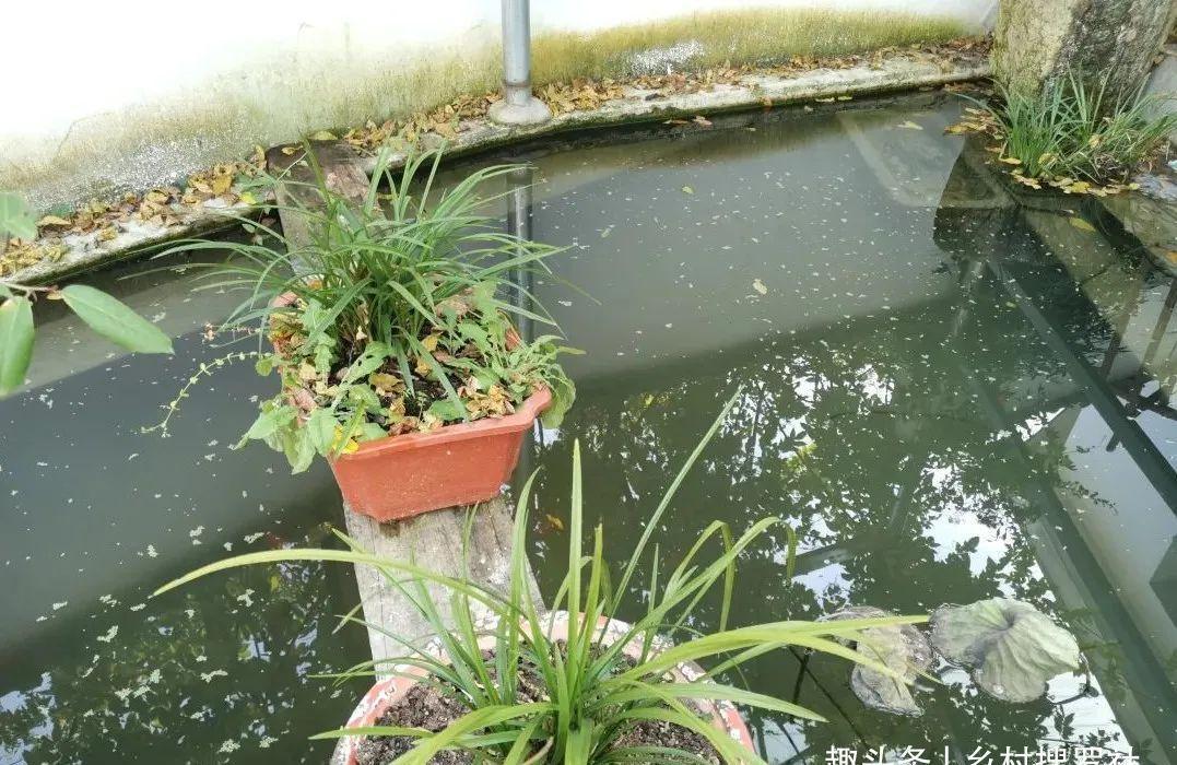 兰叶|这样养兰花,不用施肥不必喷药,兰苗肥壮花苞多