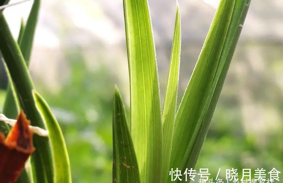 兰花小芽,如何快速养壮呢?兰友:明白了,怪不得养一年也长不大