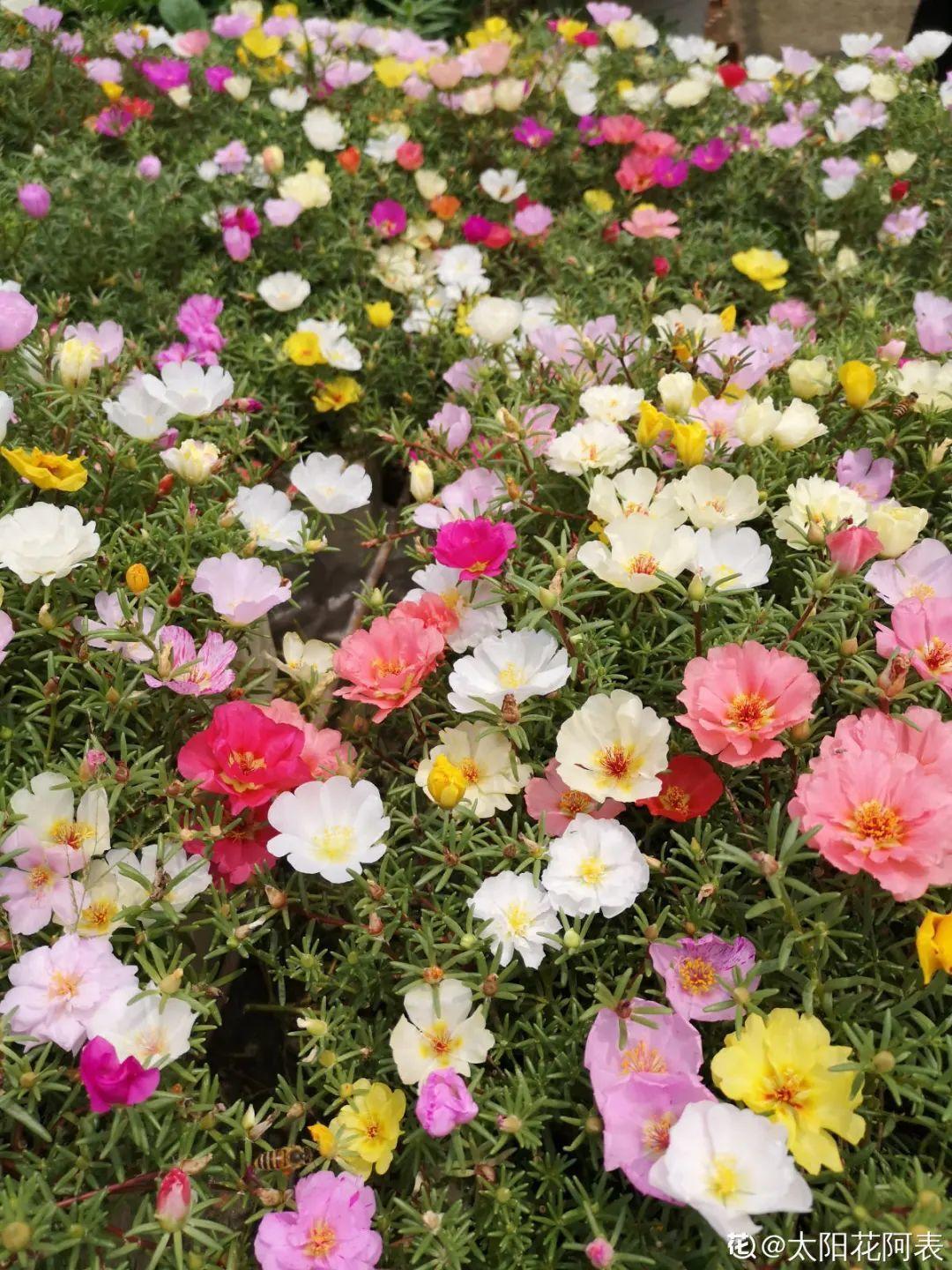 蓝目菊|蓝雪花妥妥的开花机器,花量大、花期长,让人不得不爱