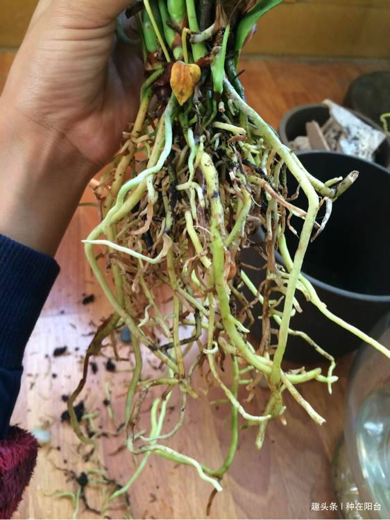 零成本将90地球植物种在阳台上 ，台长教你水陆两栖扦插法