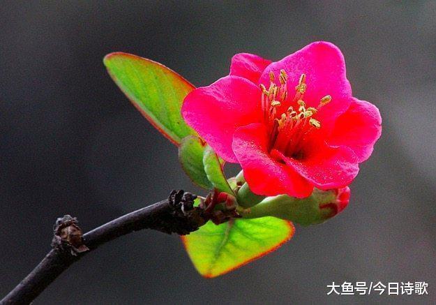 诗人&读完苏轼的这首诗, 才发现爱花原来也能那么痴情!