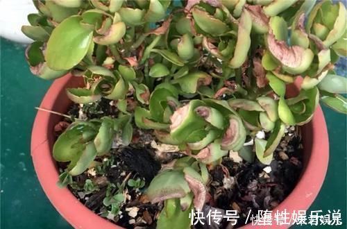 蟹爪兰|养这三种花,盆越小,开的花越多,放大盆还容易死