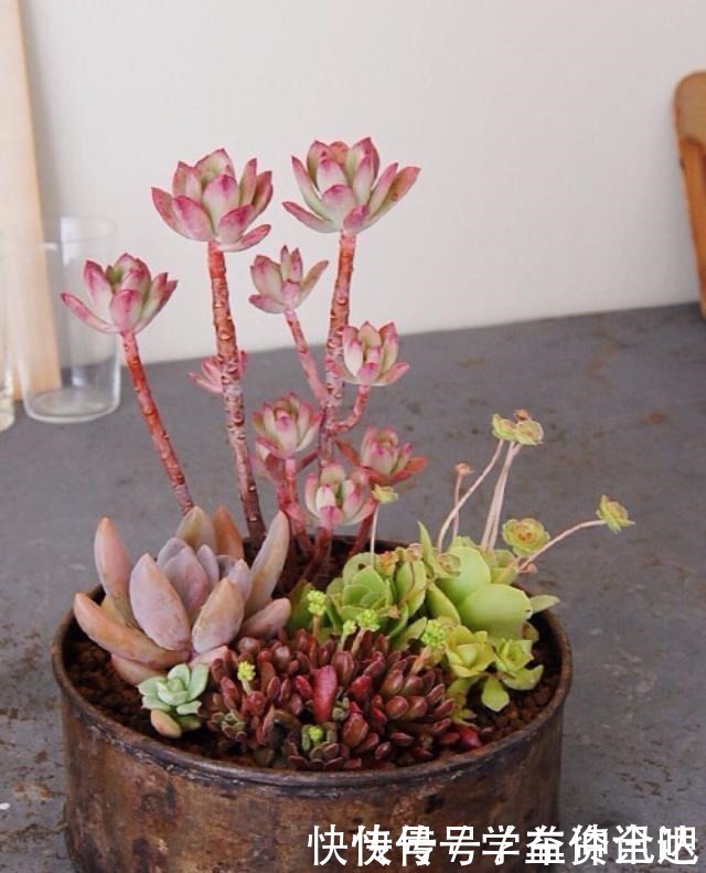 多肉度夏|多肉度夏怎么浇水，放哪里养，教你“2招”，顺利度夏，又肥又美！