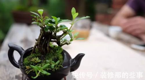 个性|破壶烂瓦做盆,每一个都破出了个性