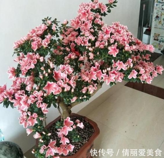 杜鹃花|北方四季分明，该如何盆栽杜鹃花？4个细节到位，养殖走捷径