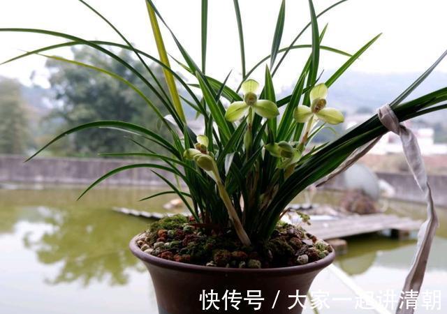 家有老人,适合养这3种花,旺人气,养神养心益长寿