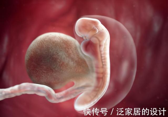 宝宝|孕早期有啥注意事项?孕5~8周,宝宝这些变动,暗示家长要多上心