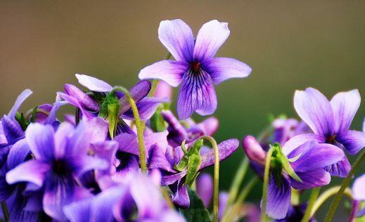 盆栽|6月29日开始,养花试试这几款,花儿开成满天星,颜色丰富多彩