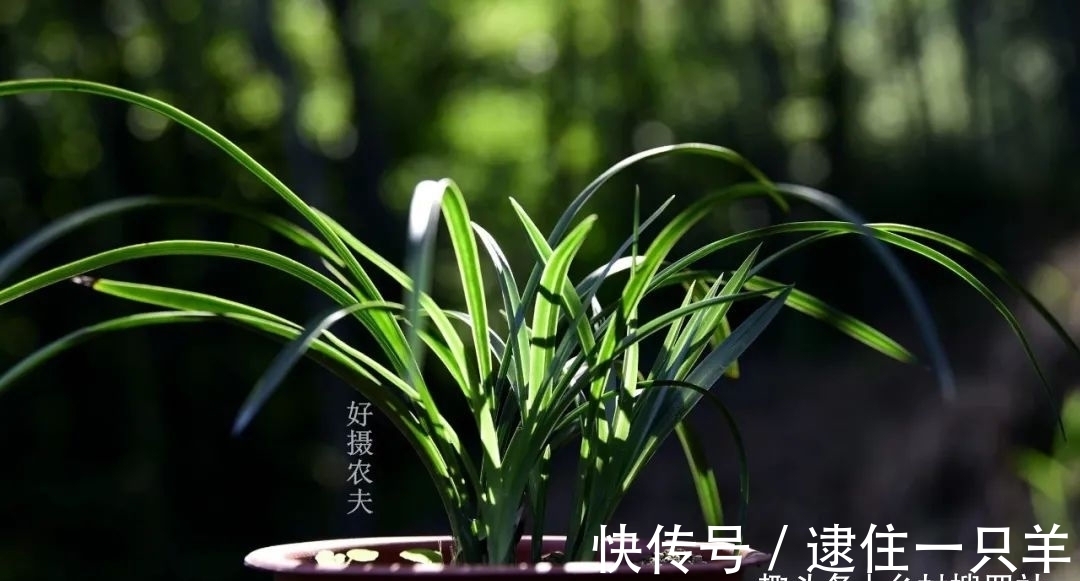 什么叫兰花服盆？兰友：这么说就明白了