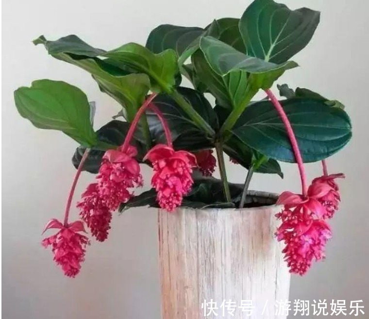 宫灯|世界上“最美”的垂吊花，看一眼就疯狂爱上他，你呢