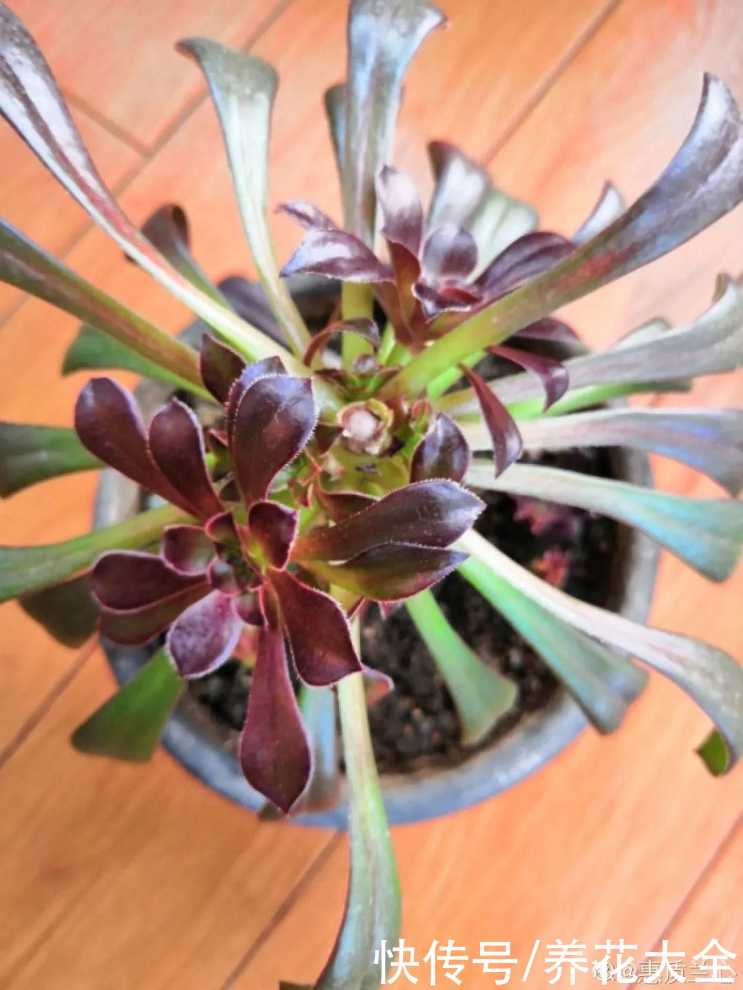 3月是给花剃头的好时机，现在狠心剪，下月就开花