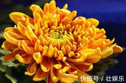 自从知道“3个”小妙招,再也不愁夏天菊花养不好!开花爆盆好养