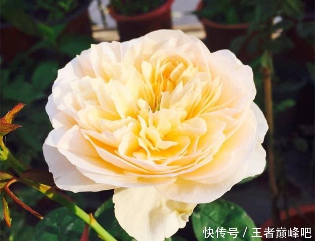 为何扦插月季，总成活不了这里送你一套“攻略”，栽种就靠它了！