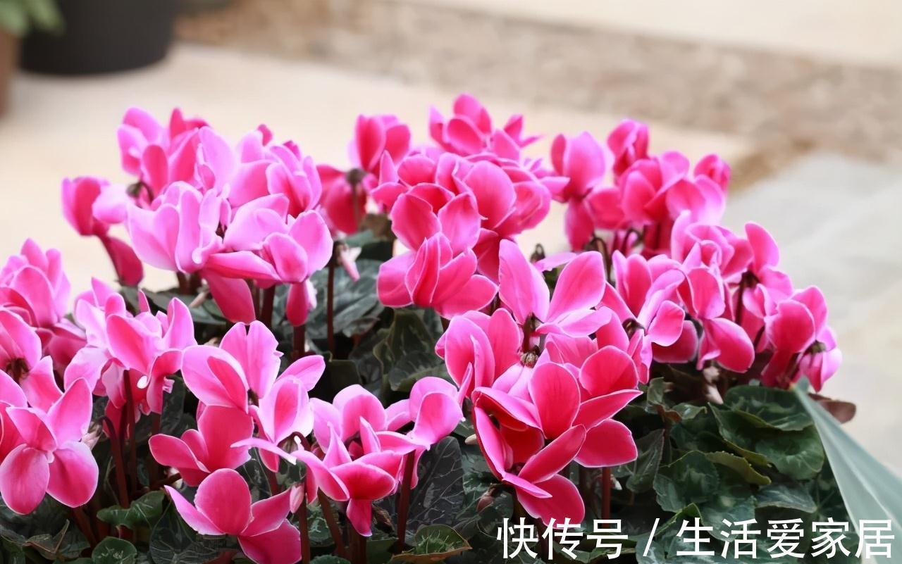 秋冬季|秋冬季买到的2种花，千万要注意，不然家里别想养好它们