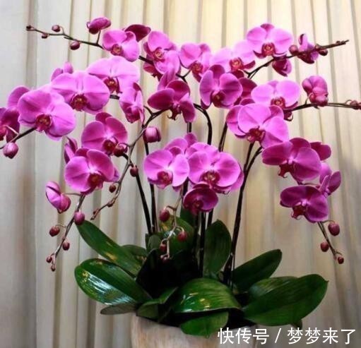 蝴蝶兰|年底了，安排上4种花，家居氛围轻松打造