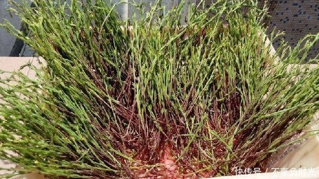 无毛|这些乡村田埂、沟边常见的野草,平肝火治肝炎,小身躯藏大功效