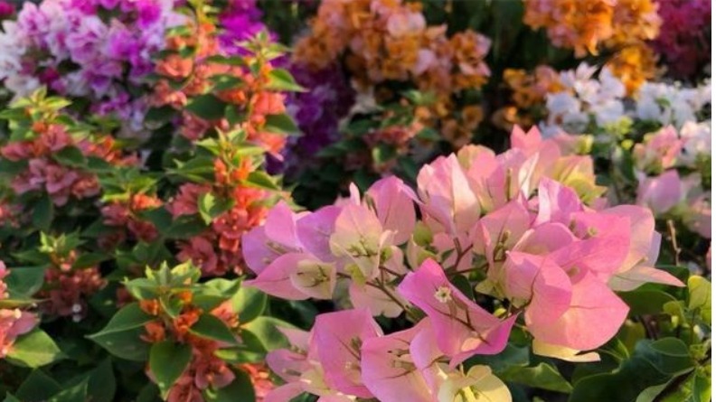 给三角梅修剪,做好“2点”,快速萌芽,花开满枝,还能插杆哦