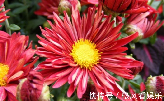 喜欢菊花,不如养盆“菊之珍品”红军旗,似飘飘红旗,丰姿绰约