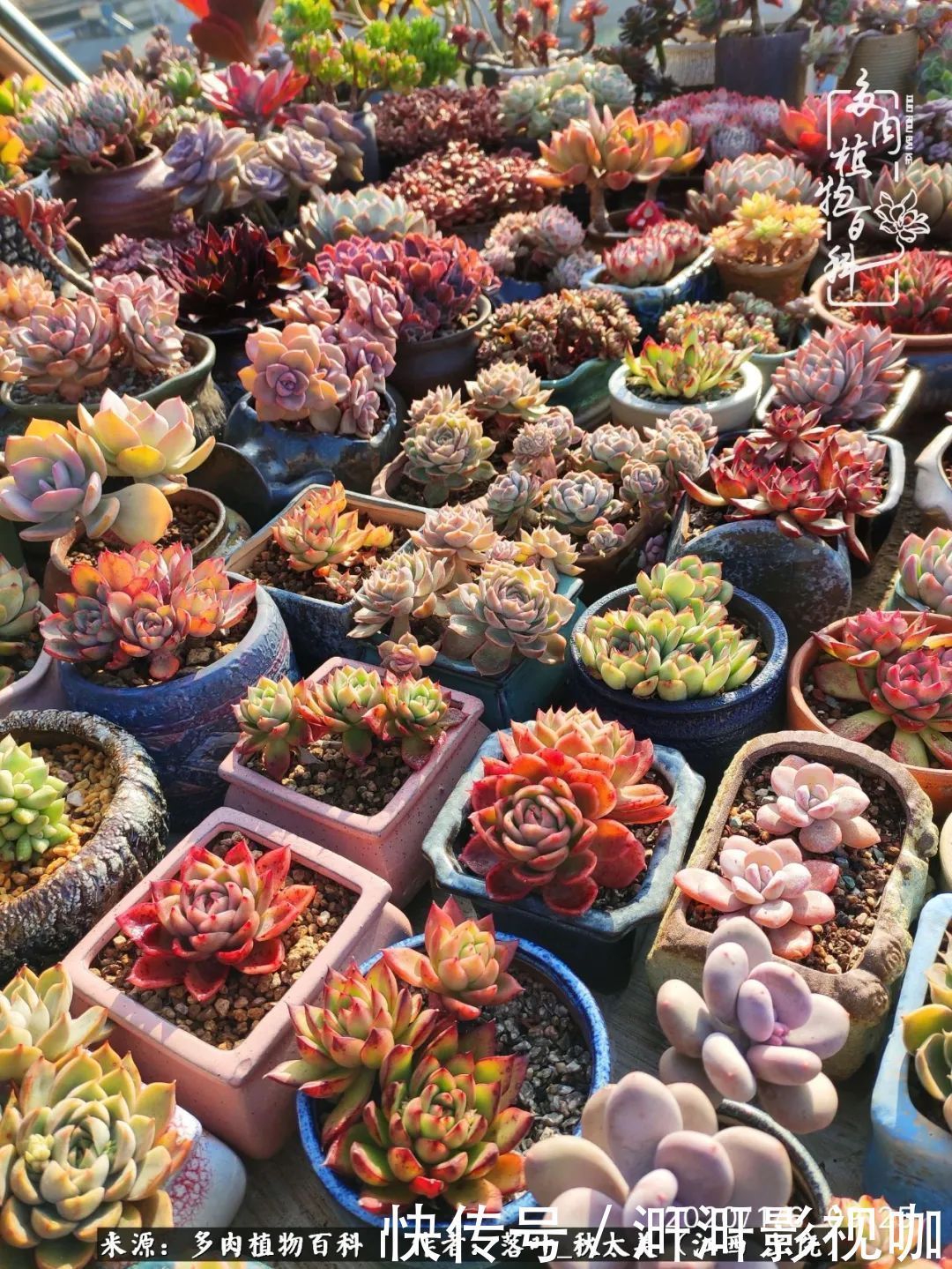 长势|为提升免疫力而养多肉植物,养肉后,体弱的我身体越来越好!