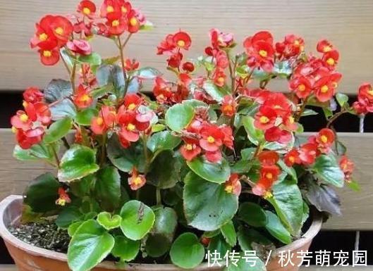 生根肥|夏季高温天,想要居家赏花就盆栽它们,一片叶子都能扦插成苗