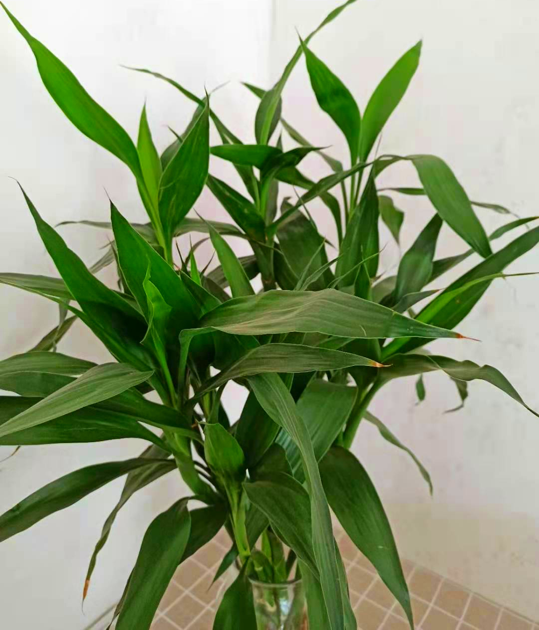 养花|卧室养花首选4种花,占地小,净化空气,对人身体好
