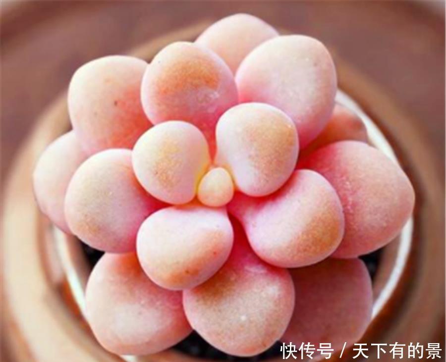 多肉中的“七色仙子”,造型独特色彩缤纷,7种风格各具特色