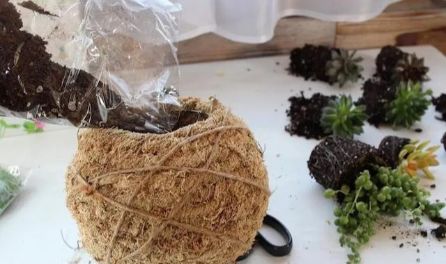 室内绿植种花不用盆,揉一个小球吊起来就让家里美翻