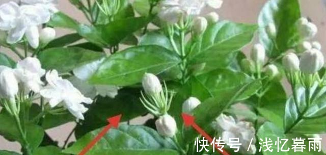 为什么有钱人家这几处都放植物听完内行人的话,我也想回家放!