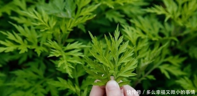 这种野菜路边很常见,摘回家蒸一蒸,变身网红美食,松软又清香
