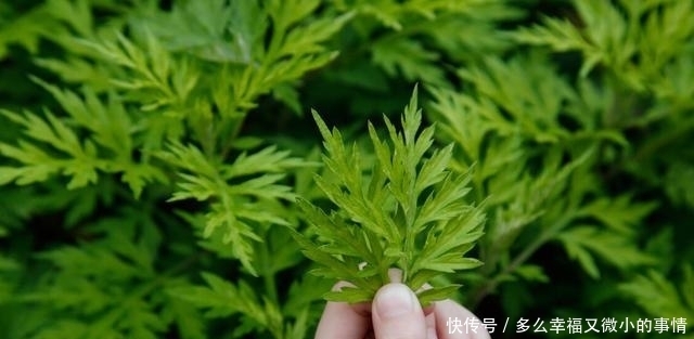 这种野菜路边很常见，摘回家蒸一蒸，变身网红美食，松软又清香