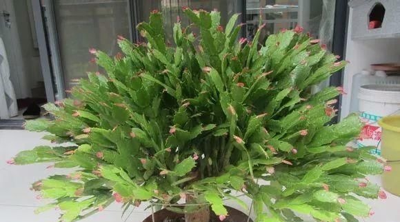 蟹爪兰|老花匠这样养蟹爪兰,“1种汁液”兑水浇,7天1次,新芽蹭蹭冒