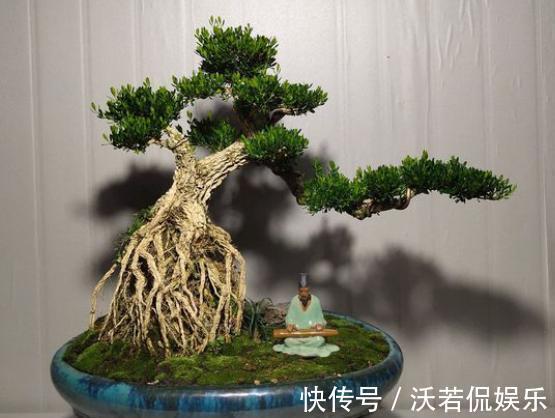 黄杨盆景爱黄叶，纠正2个“小动作”，快速养出高端大气盆景桩