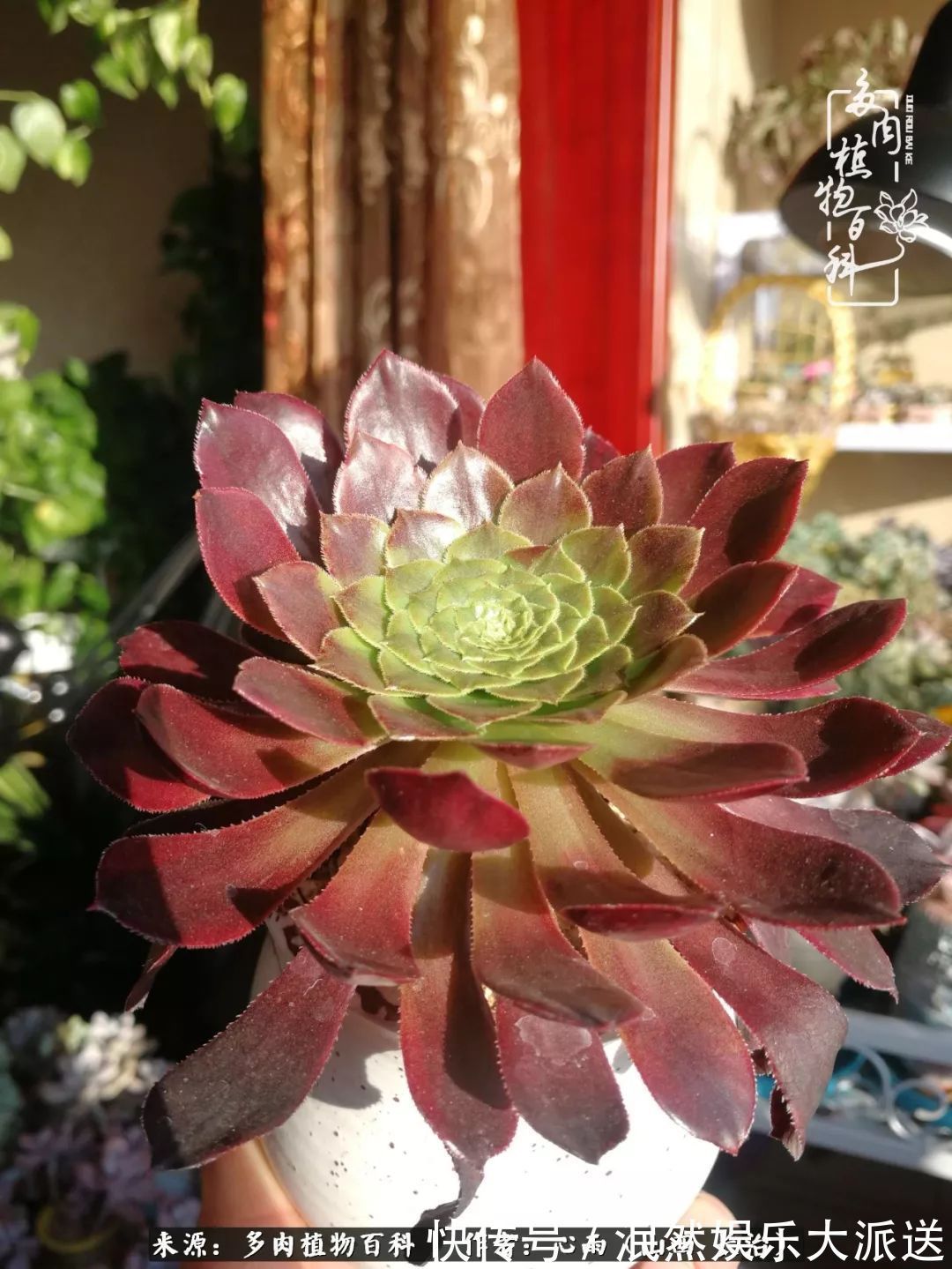 蚧壳虫|为肉痴狂!多肉植物也会用最美的容颜报答我们的勤劳付出!