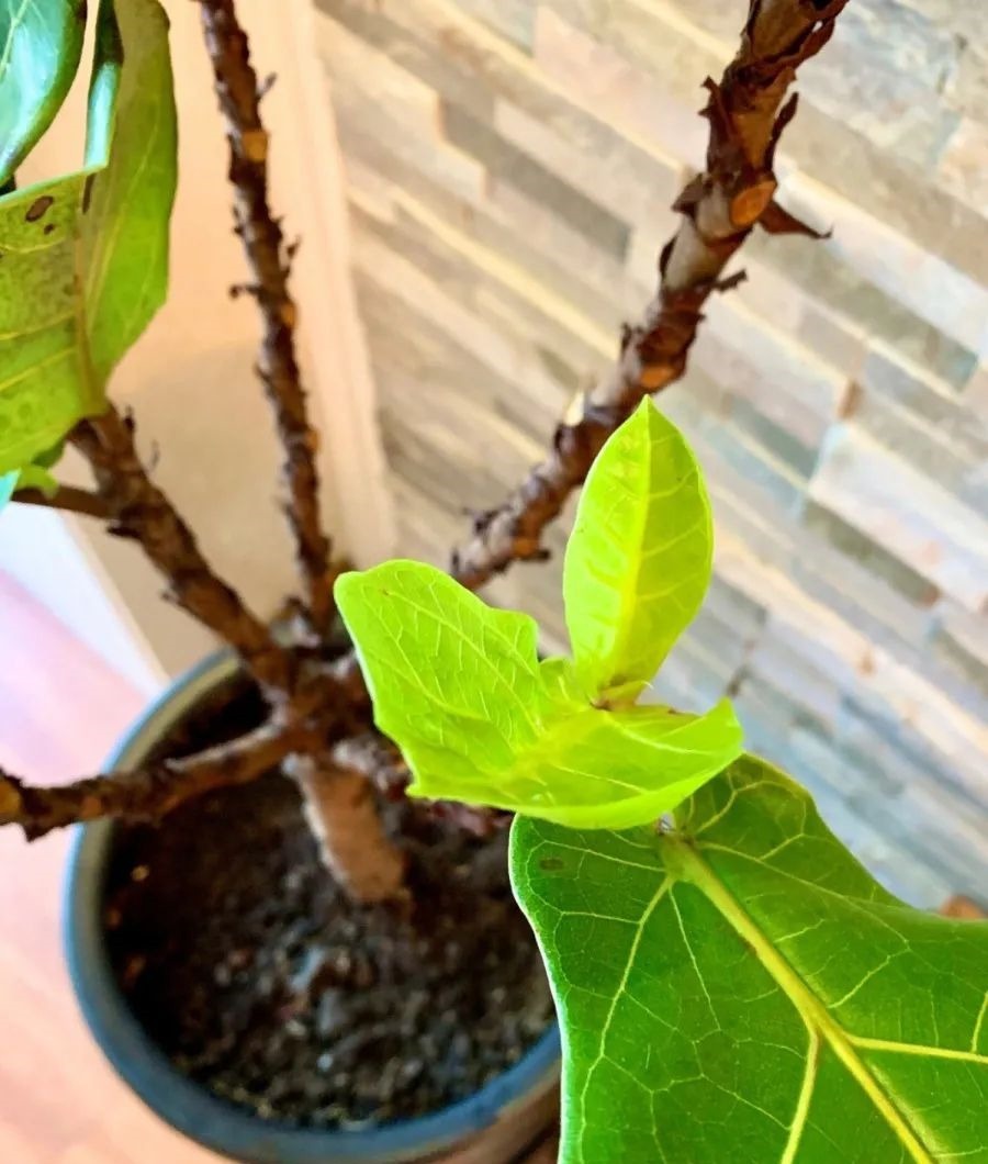 花养成光杆司令，别扔了、还有救，3天起死回生！