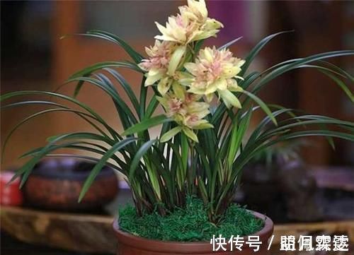 芦头|兰花总是不长新根，发出来的小苗也不长，怎么办？