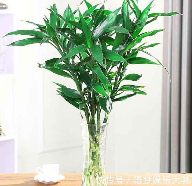 竹报平安|水培富贵竹养着养着就黄叶、不长个?注意4细节,株苗没问题!