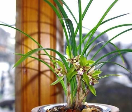 10年老花农养花从不买花肥，2种花肥简单易得，养一盆旺一盆