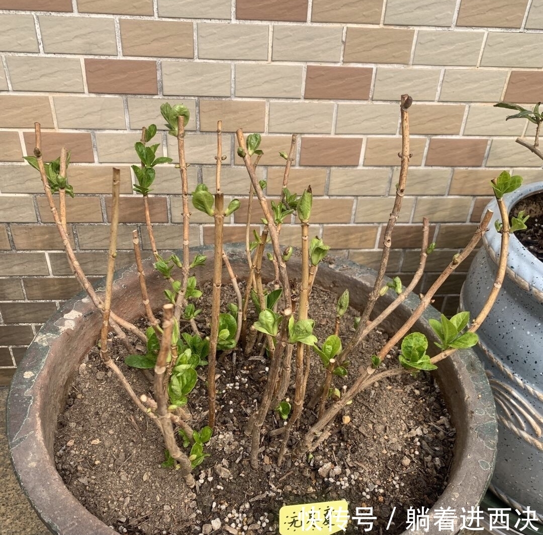 冬天养绣球,不能太娇贵,冻一冻旱一旱,花芽挤满盆,开成大花园