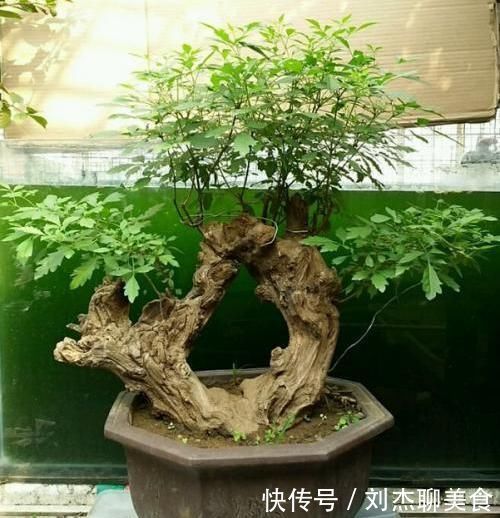 修剪|栽种盆景修剪很重要，一般黄荆盆景要如何修剪