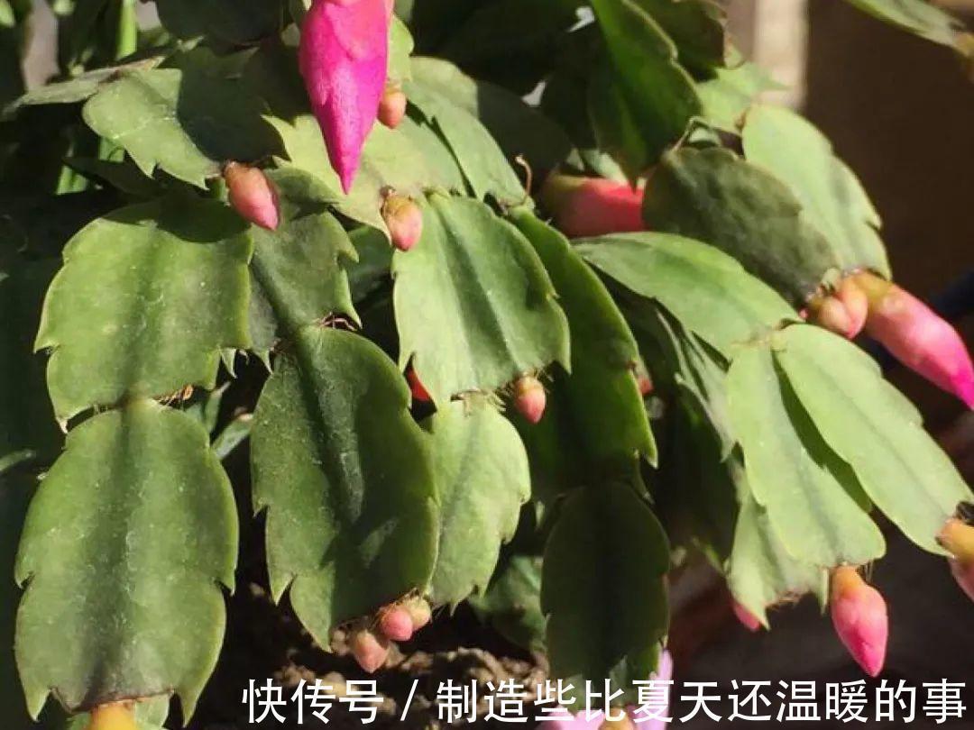 要点|养护蟹爪兰,要注意8个要点,才能开出仙气飘飘花