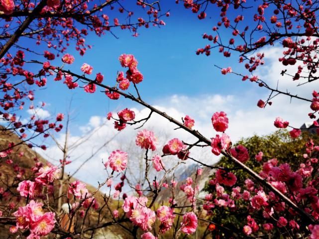 女神节半天假，何不出门去赏花！