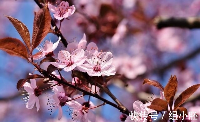 风风雨雨|6天之后，铁树开，追求真爱，风风雨雨，遇上良缘，爱情终于圆满